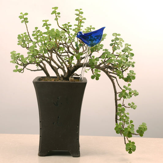 Glass Automatic Self Watering Bird.